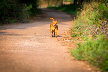 Dog running on concrete floor