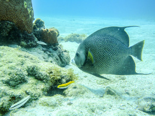 Fototapeta na wymiar Grey angel fish in a coral reef of Providence island