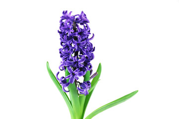 Purple hyacinth growth in spring isolated on white background