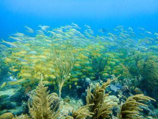 Fototapeta na wymiar Yellow grunts school in a coral reef of Providence Island, Colombia
