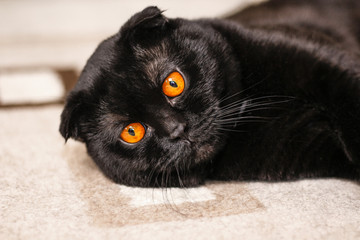 Close-up serious black Cat with Yellow Eyes in Dark. Face black Scottish fold cat with Golden eyes. Portrait of the cat