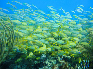 Naklejka na ściany i meble Yellow grunts school in a coral reef of Providence Island, Colombia