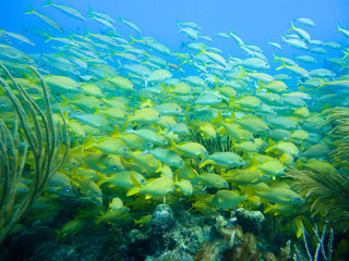 Naklejka na ściany i meble Yellow school of grunts in the caribbean sea of Providence Island, Colombia