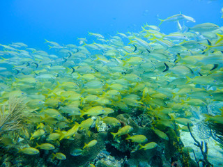 Obraz na płótnie Canvas Yellow grunts and snappers under water in a coral reef of the caribbean