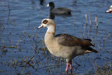 Egyptian Goose (Alopochen aegyptiaca) Wading in the Water - 195098157