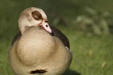 Egyptian Goose (Alopochen aegyptiaca), Sleeping, Neck Tucked - 195098159