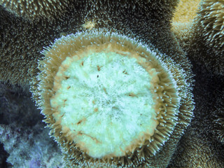 Broken coral in the Caribbean sea