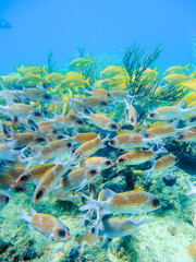 Fototapeta na wymiar Mosaic of red fishes in a coral reef of the caribbean in Providencia Island, Colombia