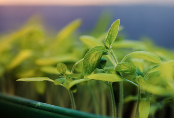 growing seedlings at sunrise- Beginning Of A New Life (plant, growing, sunlight)