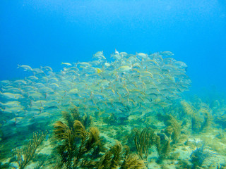 Naklejka na ściany i meble School of snappers in a coral reef of the caribbean sea