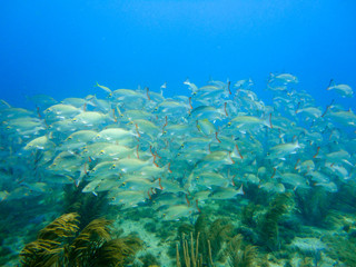 Fototapeta na wymiar School of snappers in a coral reef of the caribbean sea