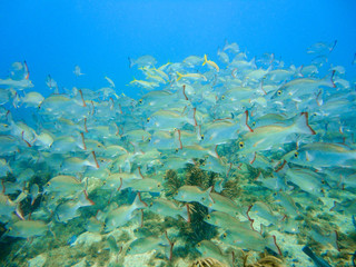 Naklejka na ściany i meble School of snappers in a coral reef of the caribbean sea
