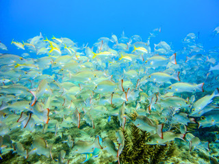 Fototapeta na wymiar School of snappers in a coral reef of the caribbean sea