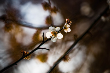 The plum blossom