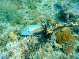 Obraz premium Dead fish in the ocean floor