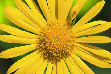 one big bright yellow blossoming daisy on top