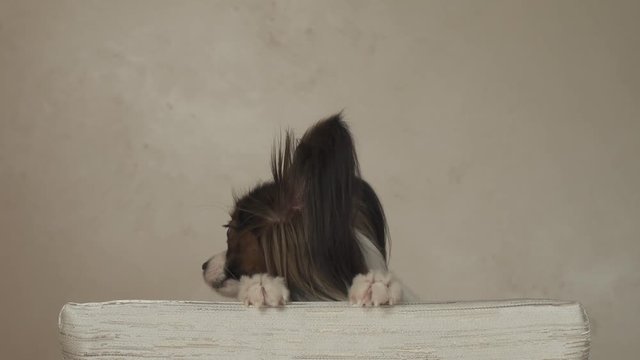 Dog Papillon holds on to the back of chair and looks around stock footage video