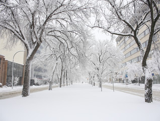 sidewalk with snow trees