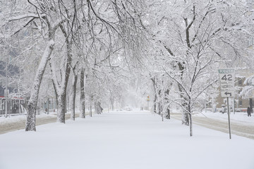 sidewalk with snow trees