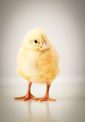 Obraz premium adorable baby chicken