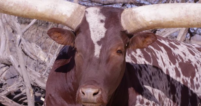 Watusi cattle relaxing while facing camera head on - slow zoom into face