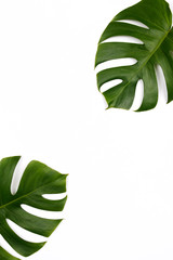 Fototapeta na wymiar Tropical palm leaf on white background. Flat lay, top view