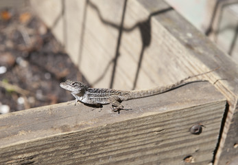 Lizard in the sun in Florida