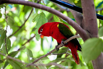 Red parrot
