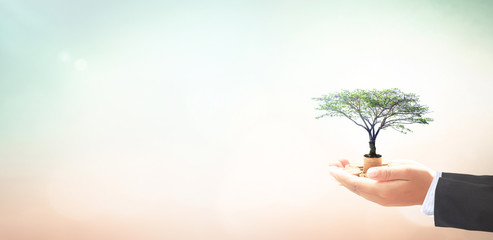 Invest fund concept: Businessman hand holding big tree and stack of coins over blurred autumn sunset background