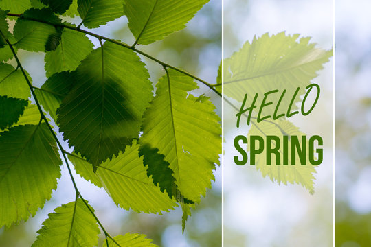 hello spring card with fresh alder branch