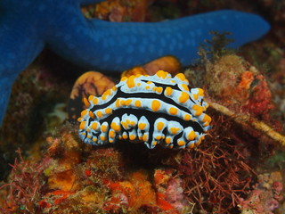True sea slug