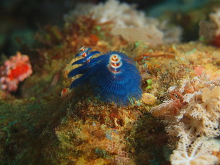 Tube worm