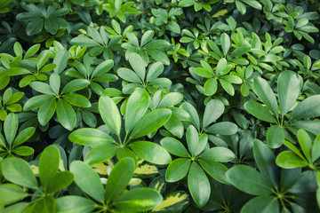 Tropical plants making natural green background; 