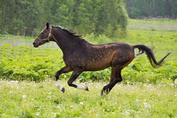 Bay horse run gallop on green meadow in summer day