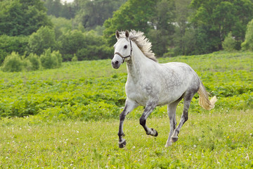 Obraz na płótnie Canvas Bay horse run gallop on green meadow in summer day