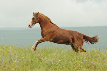 Brown horse run gallop on green meadow in summer day