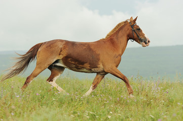 Brown horse run trotted on green meadow in summer day