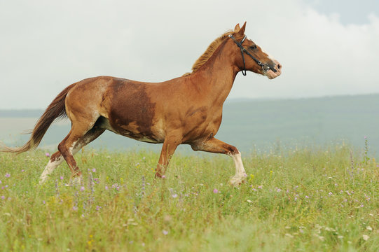 Bay horse run trotted on green meadow in summer day