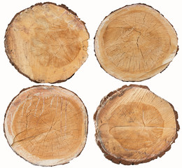 Set of pine wood cross section isolated on white