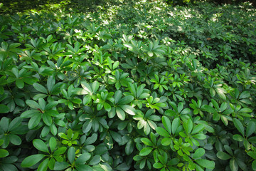 Fototapeta na wymiar Tropical plants making natural green background; 