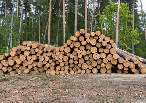 Pine logs, problem of deforestation