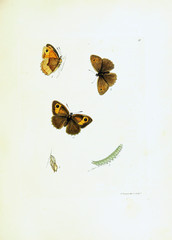 Illustration of butterflies on white background.