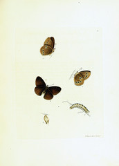 Illustration of butterflies on white background.