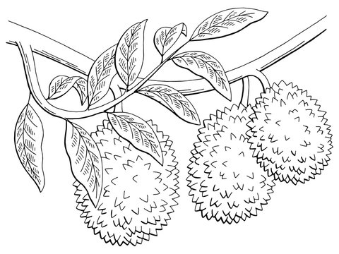 Durian fruit graphic branch black white isolated sketch illustration vector