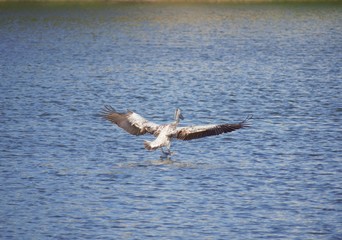 Pelicans