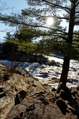Crooked tree by the river