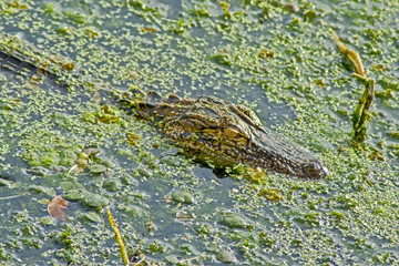 Alligator in My Pond