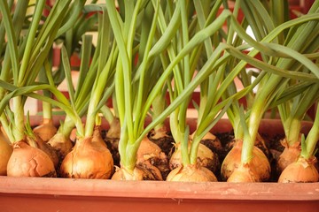 Growing onions on the windowsill. Fresh sprouts of green onion.