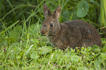 Young Rabbit