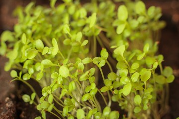 Fresh healthy seed sprouts, healthy and clean eating concept. Young green sprouts, macro